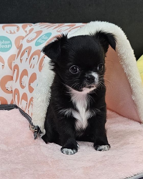 Śliczna czarna długowłosa Vanessa