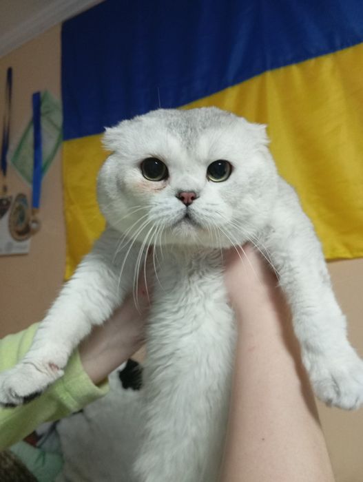 В'язка шотландець, срібна шиншила