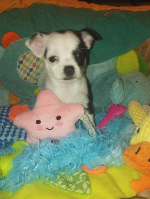 Suczka Chihuahua krótkowłosa