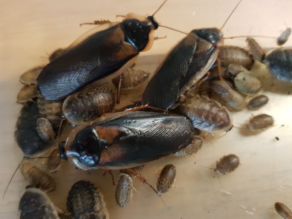 Karaczany Argentyńskie Dubia wylęg 0,30 za szt.