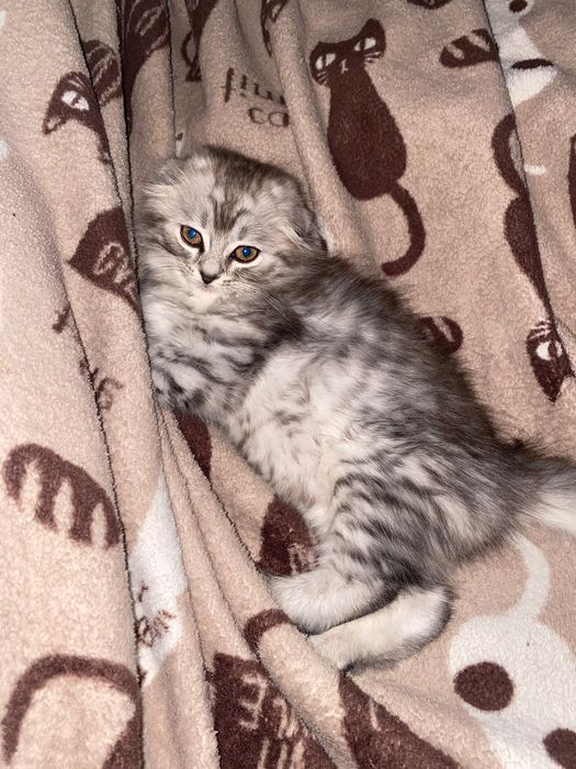 Котенок скотиш Фолд (веслоухий)