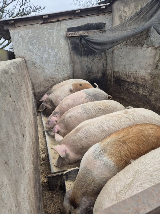 Свині живою вагою. По 60 грн