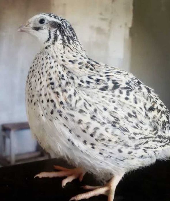 Ovos Galados e Codornizes de Várias Cores, Celadon