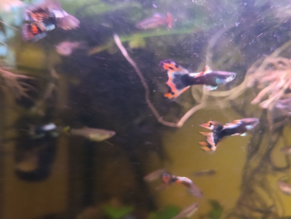 Gubiki Mix Pawie Oczko , Endlera  , 20 Sztuk
