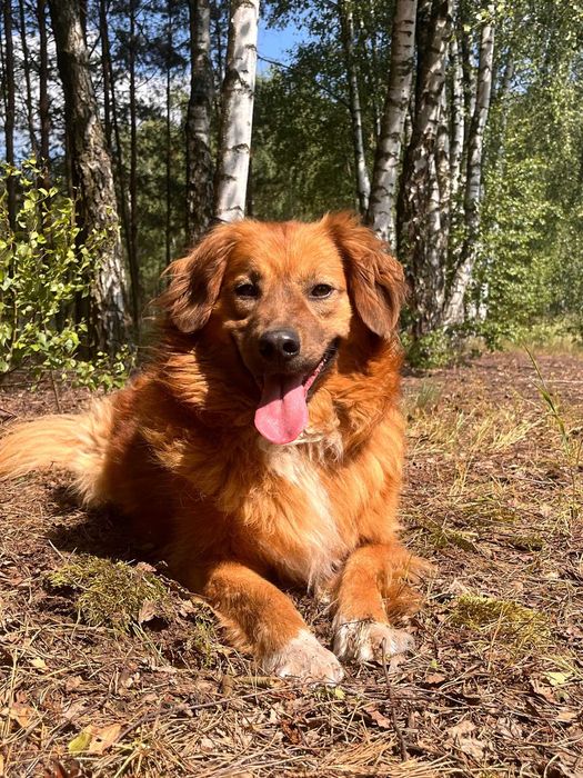 PUSZEK w schronisku w lututowie