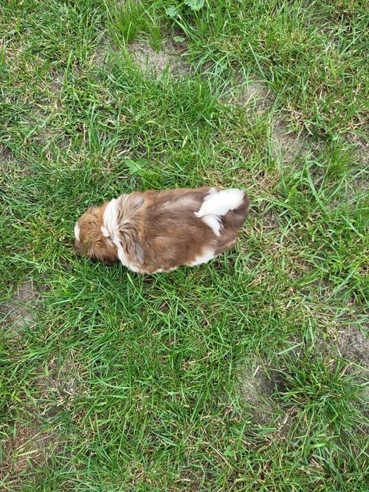 Szczeniak Shih-tzu suczka