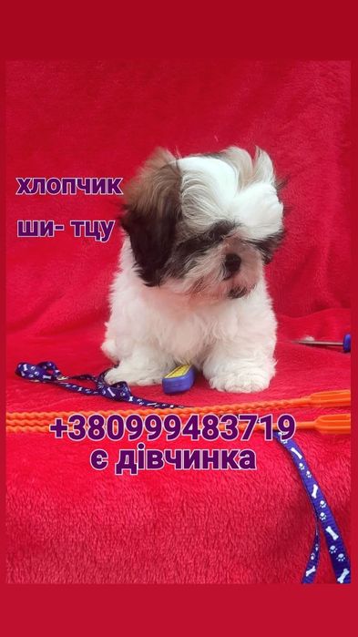 Ши- тцу фото зараз - вони просто класні- хлопчик і дівчинка.