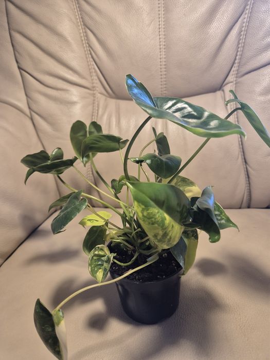 Philodendron burle marx variegata,