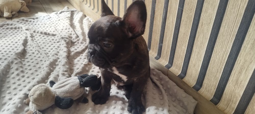 Szczeniak Buldog francuski