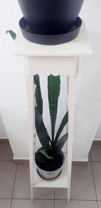 Plantas naturais