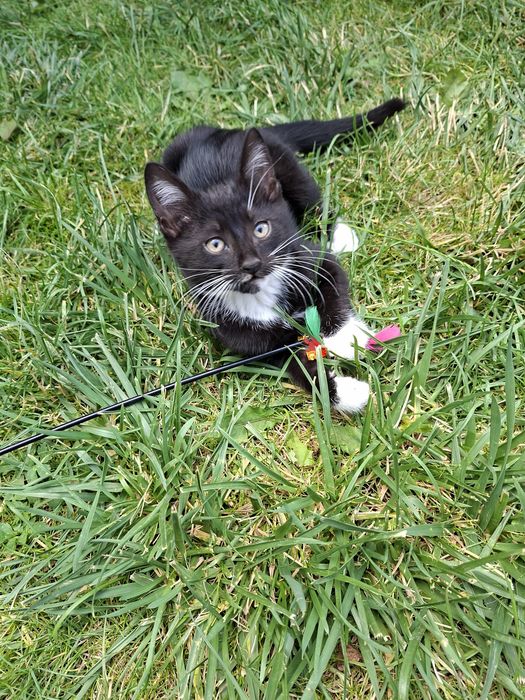 Kotek do adopcji- Oreo