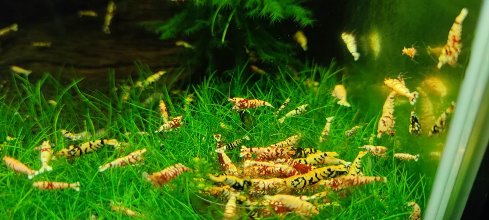 Krewetki Caridina Fancy Tiger red/black.