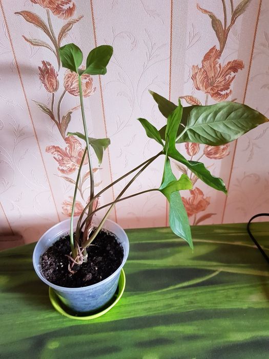 Сингониум ножколистный