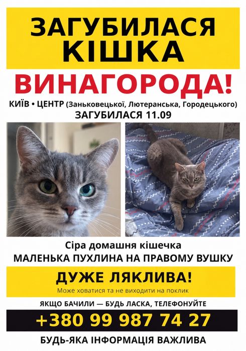 Загубилась сіра кішка