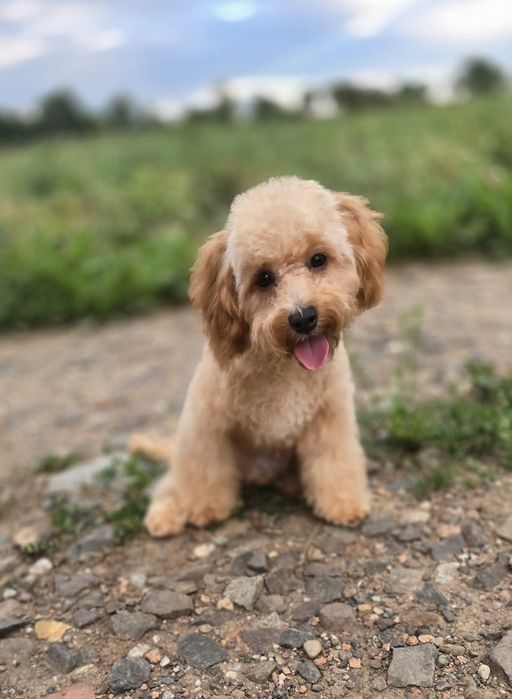 Cavapoo/ mały chłopczyk