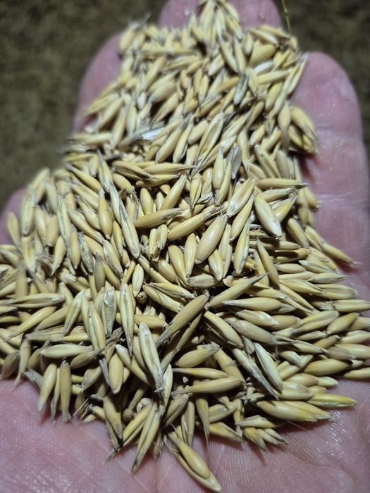 Owies jary Bingo, rok po centrali, czyszczony