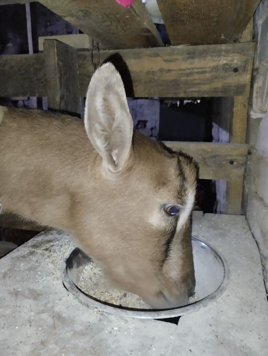 Карликові камерунські кози