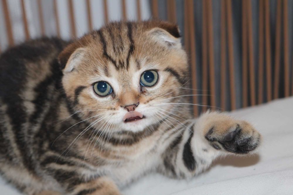 um gatinho scottish fold golden
