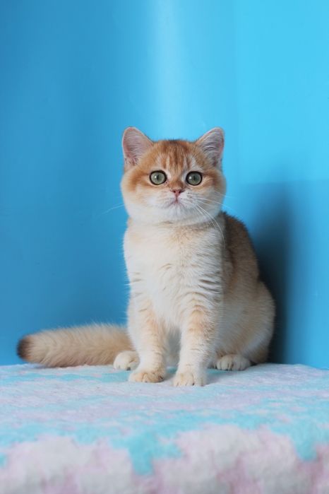 Котик для вашої душі.