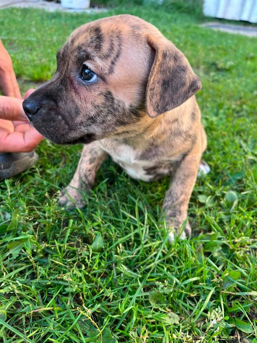 Amstaff piękny samiec pręgowany