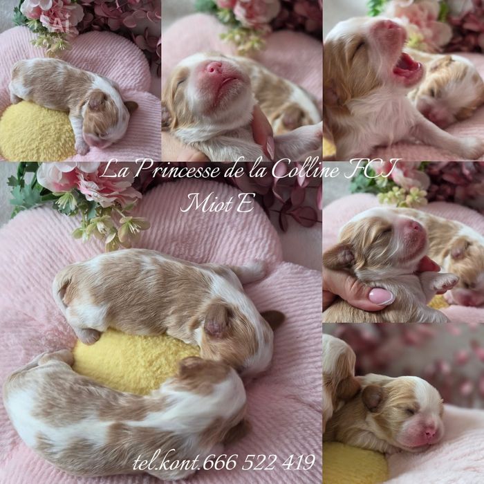 Piesek FCI -bad.genetyczne