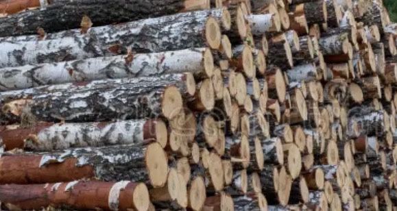 Drzewo opałowe  80% brzozy