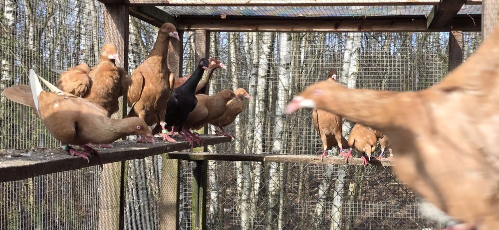 Sprzedam bródki jasne lot