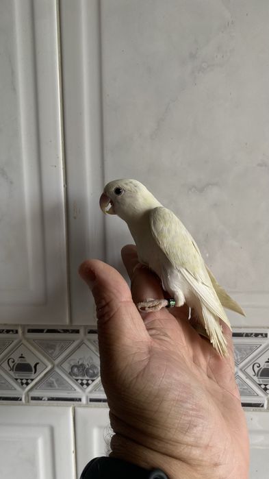 Agapornis domesticado