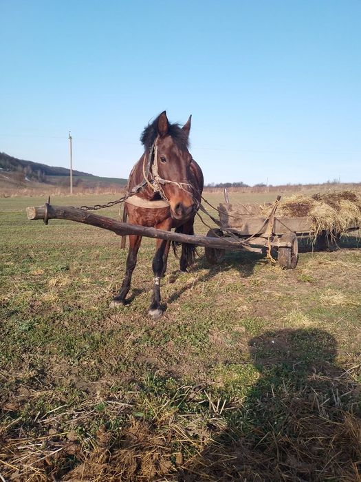 Продиється кобила