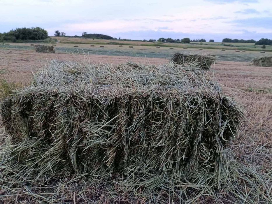 Сіно сено луговое в тюках корм животным 2026