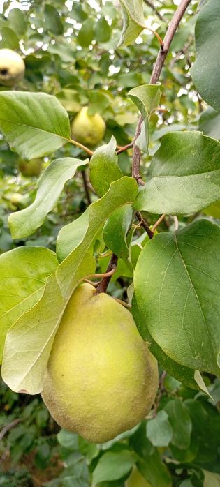 Marmelos biológicos no Porto