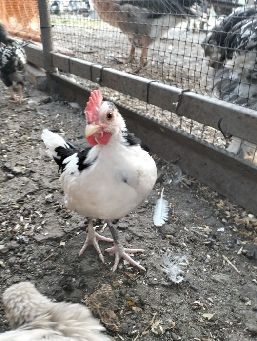 Продам курчат підрощих