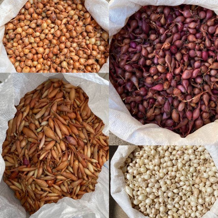 Лук- севок ОПТовые цены