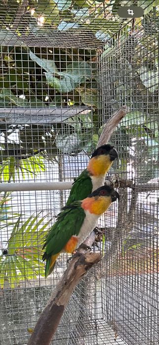 Pionites Melanocephala