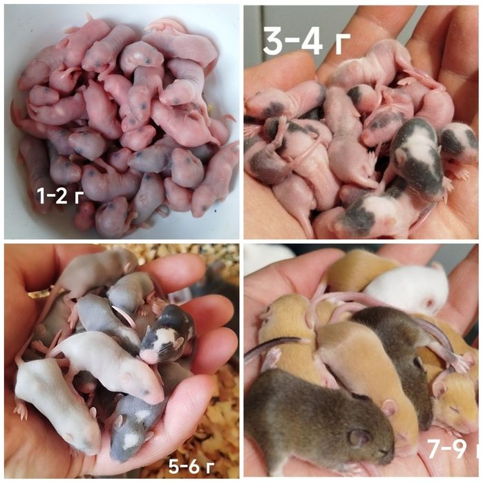 Кормовые мыши. Заморозка мышек. Кормові миші. Бегунки. Опушата. Голыши