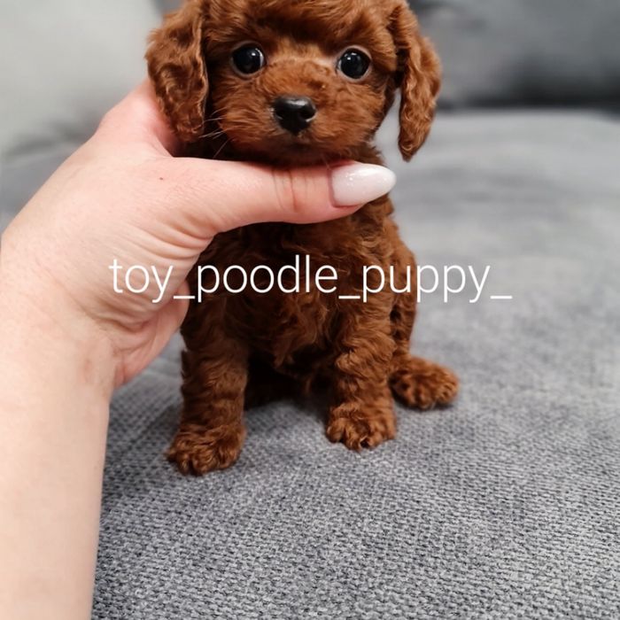 Шикарный мальчик Той пудель!