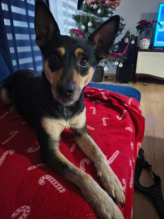 Freja ważąca zaledwie 5- 6 kg