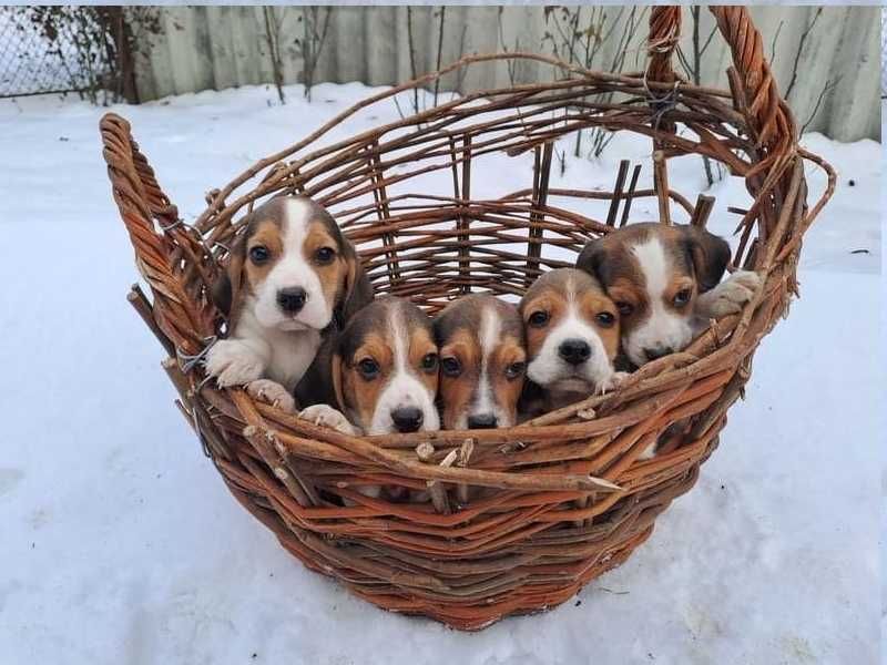 Продаж цуценят бігля