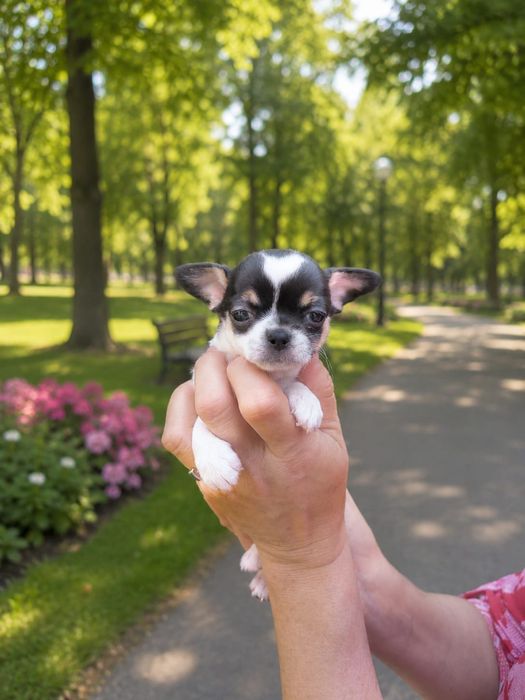 Chihuahua krótkowłosa, sunia, ZKwP oddział- Szczecin
