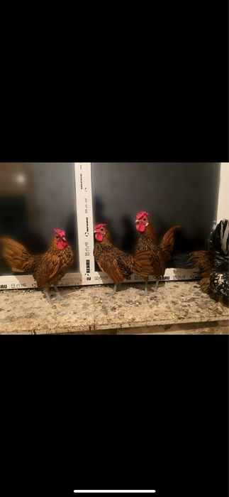 Петухи сибрайта. Продам или обменяю на Вашу птицу