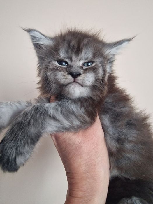 Maine Coon kotka koteczka kocięta Rezerwacja