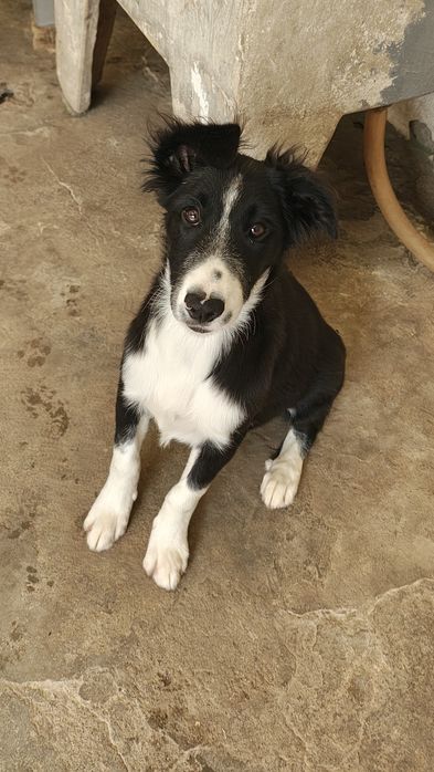 Border collie fêmea pura Excelência