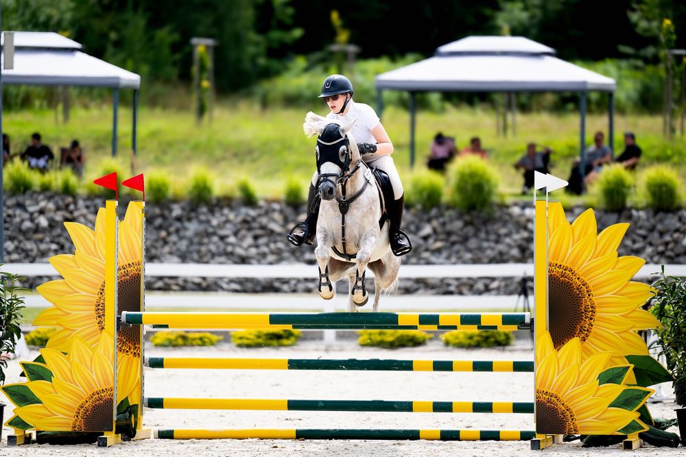 Sprzedam uroczego wałacha w typie araba