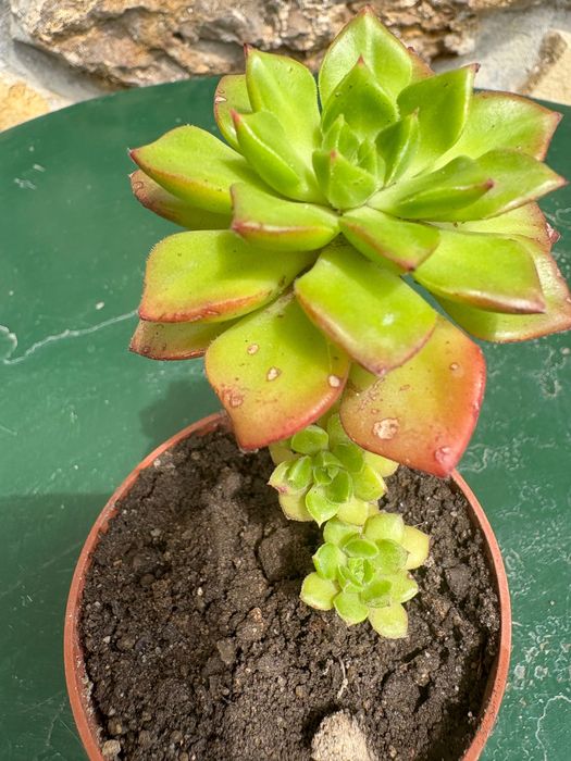 Suculenta Sedeveria Letizia preço 1€
