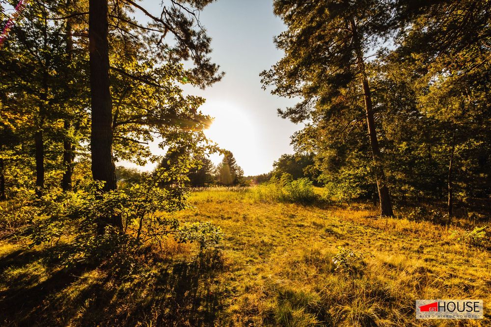 Dzika natura- działka z lasem- PAROWA- UNIKATOWA LOKALIZACJA - Widok 4