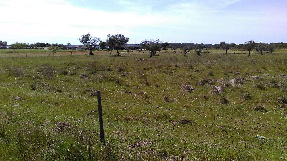 Quintinha com 0,6 Hectare