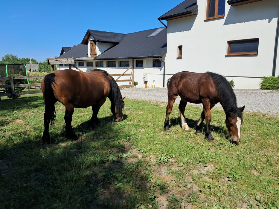 Klacz zimnokrwista ze źróbką klaczka klacz