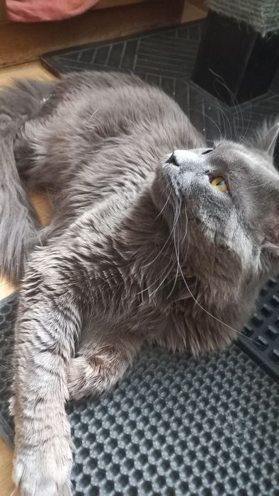 Niebieski kocur Maine Coon