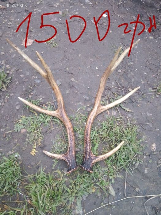Продам рога та черепа
