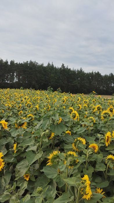 Słonecznik na kwiaty